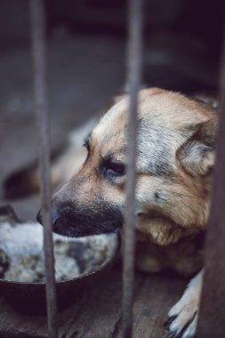 Yaşlı bir kuşhanede büyük üzgün bir çoban. Tonlanmış, tarz fotoğrafı.