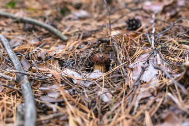 Çam ormanında yenebilir güzel bir mantar.