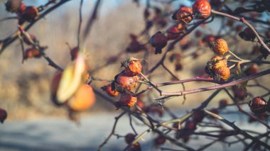 Sonbaharın sonlarında güzel, yaban gülü kalçaları. Sovyet manuel lensleriyle çekim yapmak..