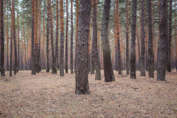 Bomen Een Dennenbos Herfst — Stockfoto