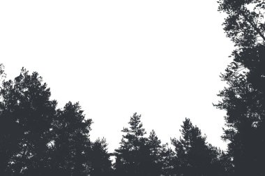 Çam ormanı ve gökyüzünün silueti. Metin için yer