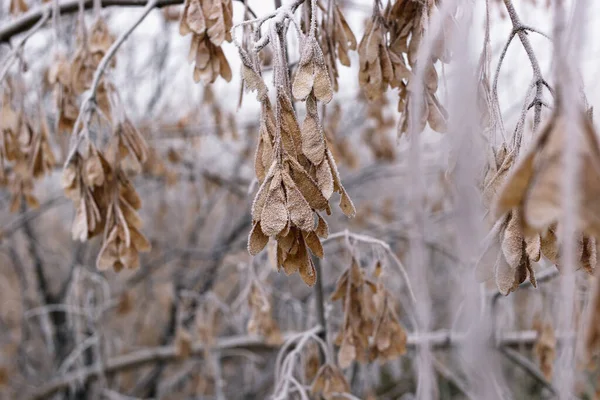 Hoarfrost Bir Dalda Akçaağaç Tohumu — Stok fotoğraf