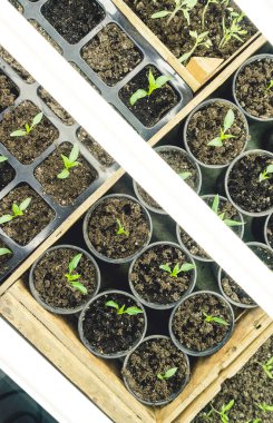 Evdeki beyaz LED lambaların altında tahta ve karton kutularda fidanlar yetişiyor..