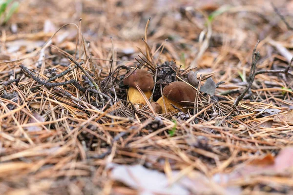 Beautiful Edible Mushroom Pine Forest — Stock Photo, Image