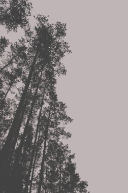 Çam ormanındaki ağaçların tepeleri. Tasarım için hazırlama