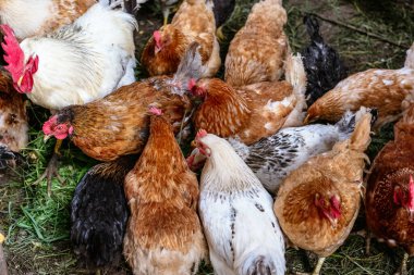 Çiftlikteki tavuklar. Tonlanmış, stil, renk fotoğrafı