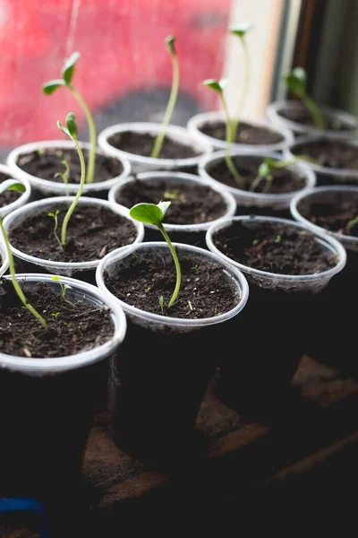 Cucumber Seedlings Prepared Greenhouse Planting Home Gardening Concept — Stock Photo, Image