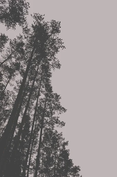 Çam ormanındaki ağaçların tepeleri. Tasarım için hazırlama