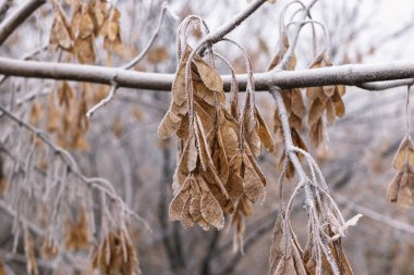 Hoarfrost 'ta bir dalda akçaağaç tohumu