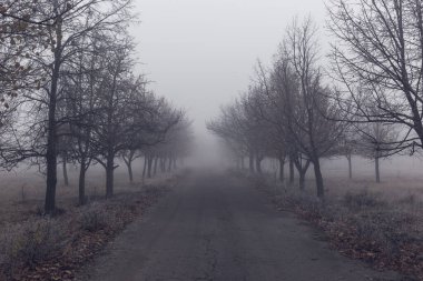 Sonbahar parkında eski asfalt yol sisli ağaçlarla kaplı..