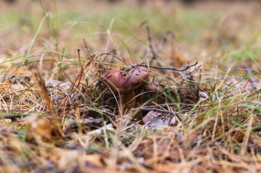 Çam ormanında yenebilir güzel bir mantar.