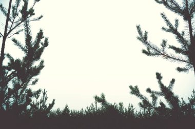 Çam ormanı ve gökyüzünün silueti. Metin için yer