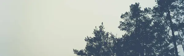 Silhueta Uma Floresta Pinheiro Céu Lugar Para Texto — Fotografia de Stock