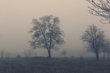 Ağaçların yoğun sisli ve dalların buzlu olduğu sonbahar manzarası.