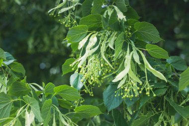 Baharda Ukrayna 'nın kırsal kesiminde ıhlamur ağacı dalı.