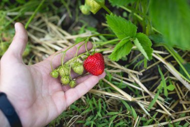 A man holds a strawberry in his hand in the garden of his small home garden.
