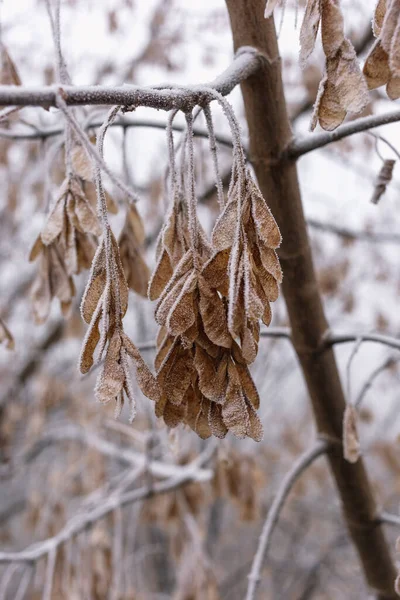 Biji Maple Pada Cabang Hoarfrost — Stok Foto