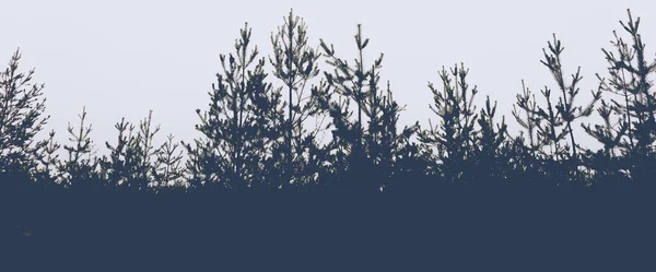 Silhueta Uma Floresta Pinheiro Céu Lugar Para Texto — Fotografia de Stock