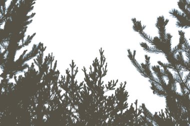 Çam ormanı ve gökyüzünün silueti. Metin için yer