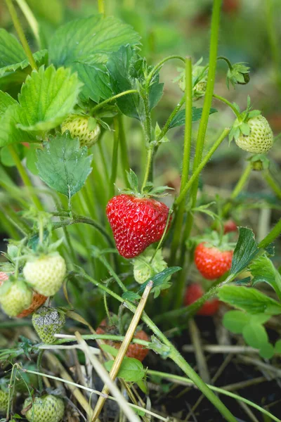 정원에 정원의 침대에서 딸기를 — 스톡 사진