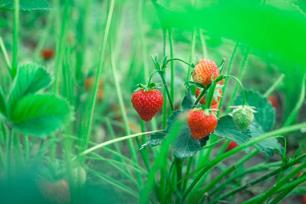 在一个小家庭花园的花园床上 成熟的红色草莓 — 图库照片