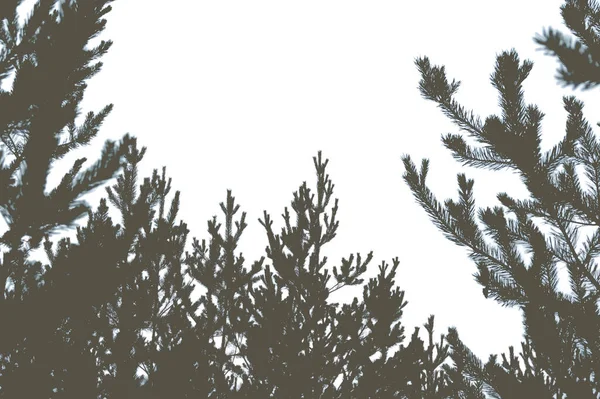 Çam ormanı ve gökyüzünün silueti. Metin için yer