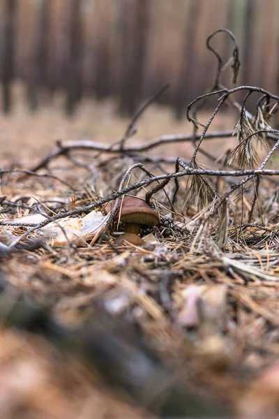 Belo Cogumelo Comestível Uma Floresta Pinheiro — Fotografia de Stock