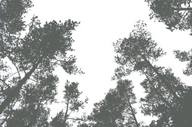 Çam ormanındaki ağaçların tepeleri. Tasarım için hazırlama
