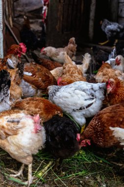 Çiftlikteki tavuklar. Tonlanmış, stil, renk fotoğrafı