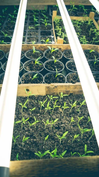 Growing Seedlings Wooden Cardboard Boxes White Led Lamps Home — Stock Photo, Image