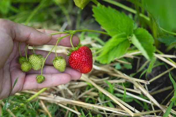 Rijp Rode Aardbeien Een Tuinbed Een Kleine Tuin — Stockfoto