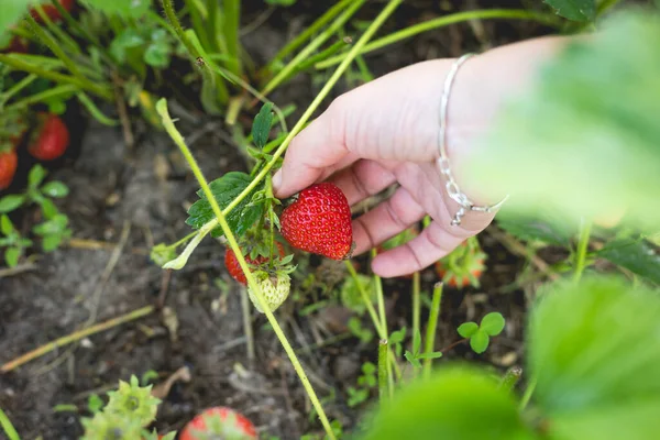 Een Vrouw Plukt Aardbeien Uit Tuin Van Haar Kleine Huis — Stockfoto