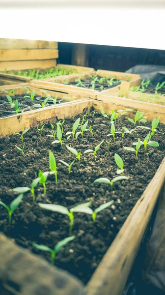 Growing Seedlings Wooden Cardboard Boxes White Led Lamps Home — Stock Photo, Image