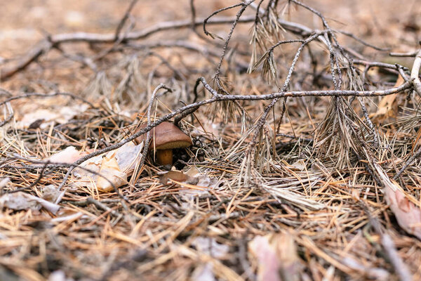 Beautiful edible mushroom in a pine forest.