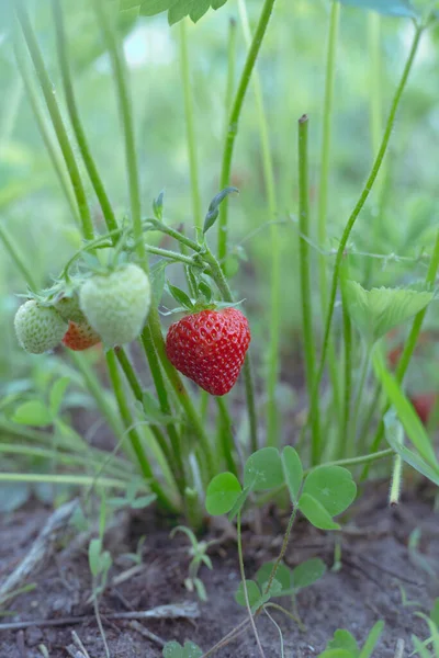 Rijp Rode Aardbeien Een Tuinbed Een Kleine Tuin — Stockfoto