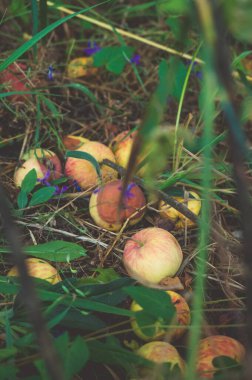 Çürük elma yığını Çimlerin altında bir ağacın altında.