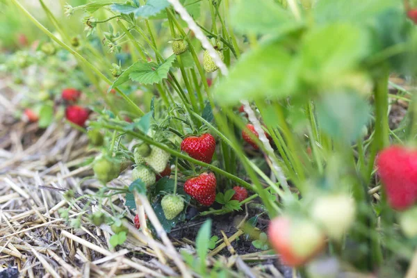 Rijp Rode Aardbeien Een Tuinbed Een Kleine Tuin — Stockfoto