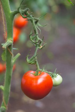 Kırsaldaki bir serada güzel bir kırmızı domates manzarası. Sert gölgeler olmadan yumuşak sabah aydınlatması.