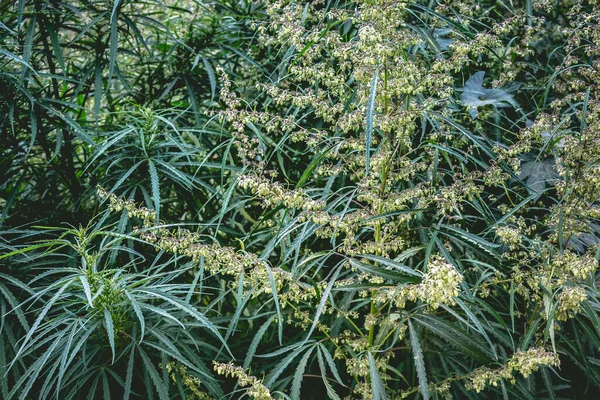 Rama Cannabis Marihuana Ganja Cáñamo Hermoso Árbol —  Fotos de Stock