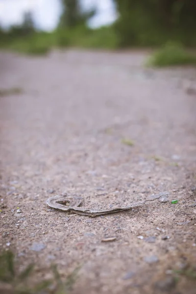 Una Serpiente Muerta Secada Sol Yace Camino Asfalto Durante Día — Foto de Stock