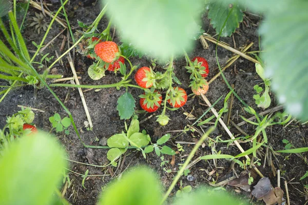 Rijp Rode Aardbeien Een Tuinbed Een Kleine Tuin — Stockfoto