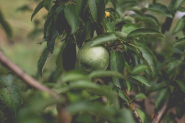 Yağmurdan sonra sabah elma ağacının güzel manzarası. Elmanın üstüne yağmur damlası. Canlı ve yumuşak ortam ışığına sahip tonlu bir fotoğraf..