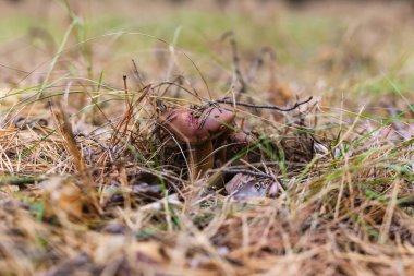 Çam ormanında yenebilir güzel bir mantar.