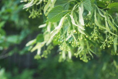 Baharda Ukrayna 'nın kırsal kesiminde ıhlamur ağacı dalı.
