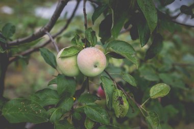 Yağmurdan sonra sabah elma ağacının güzel manzarası. Elmanın üstüne yağmur damlası. Canlı ve yumuşak ortam ışığına sahip tonlu bir fotoğraf..