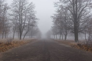 Sonbahar parkında eski asfalt yol sisli ağaçlarla kaplı..