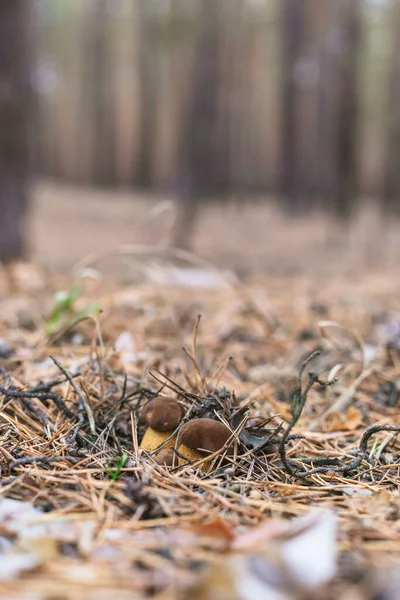 Belo Cogumelo Comestível Uma Floresta Pinheiro — Fotografia de Stock