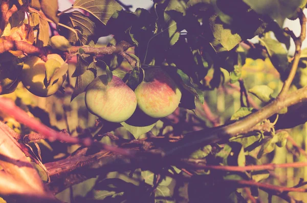 Mooie Rijpe Smakelijke Appels Aan Een Boomtak Zomer Bij Zonsondergang — Stockfoto