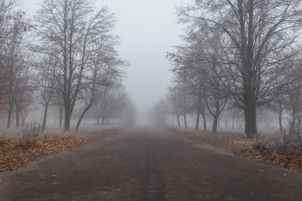 Estrada Asfalto Velha Parque Outono Com Árvores Nevoeiro — Fotografia de Stock