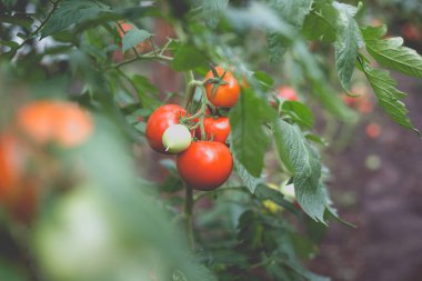 Kırsaldaki bir serada kırmızı kiraz domateslerinin güzel manzarası. Sert gölgeler olmadan yumuşak sabah aydınlatması.